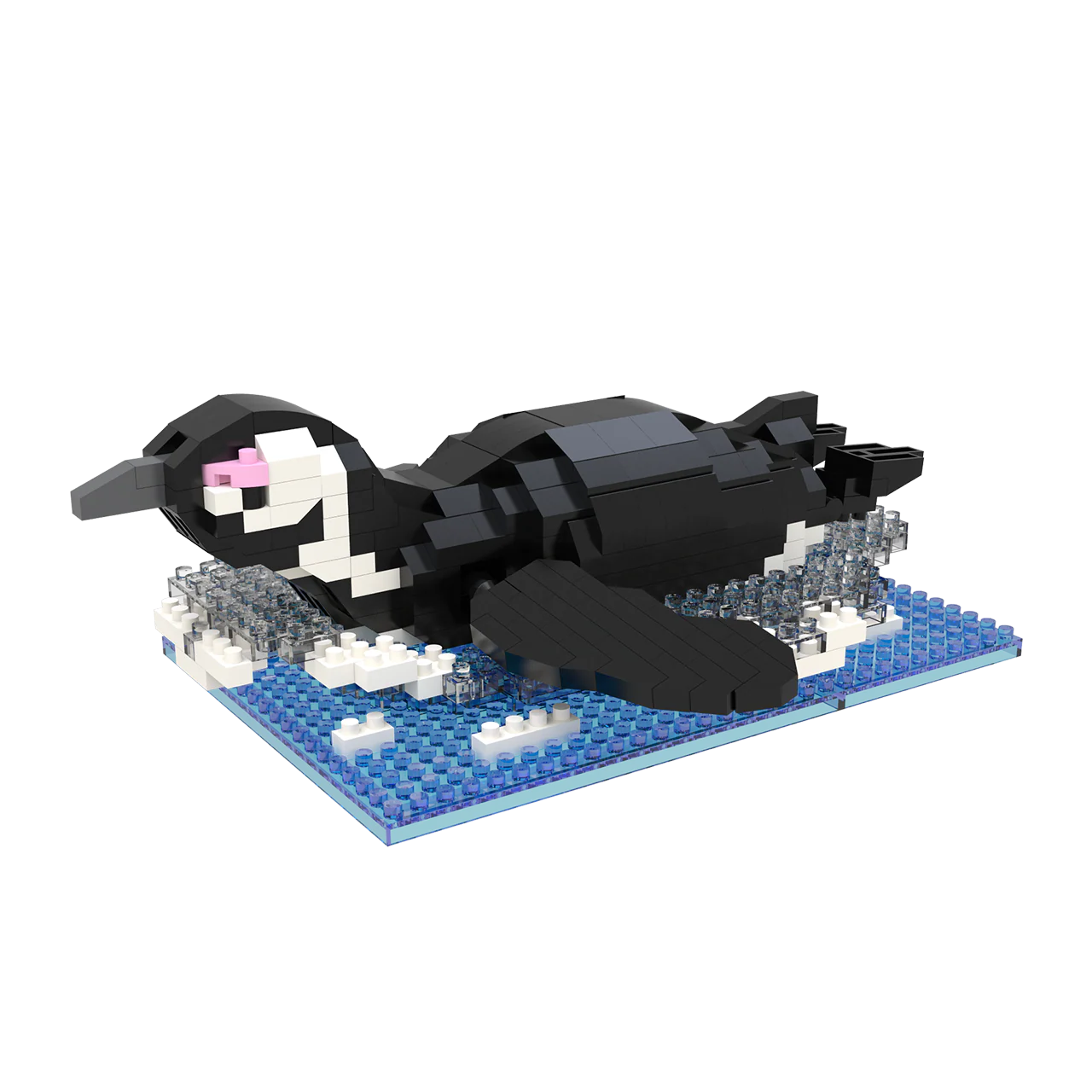 African Penguin - Image 4