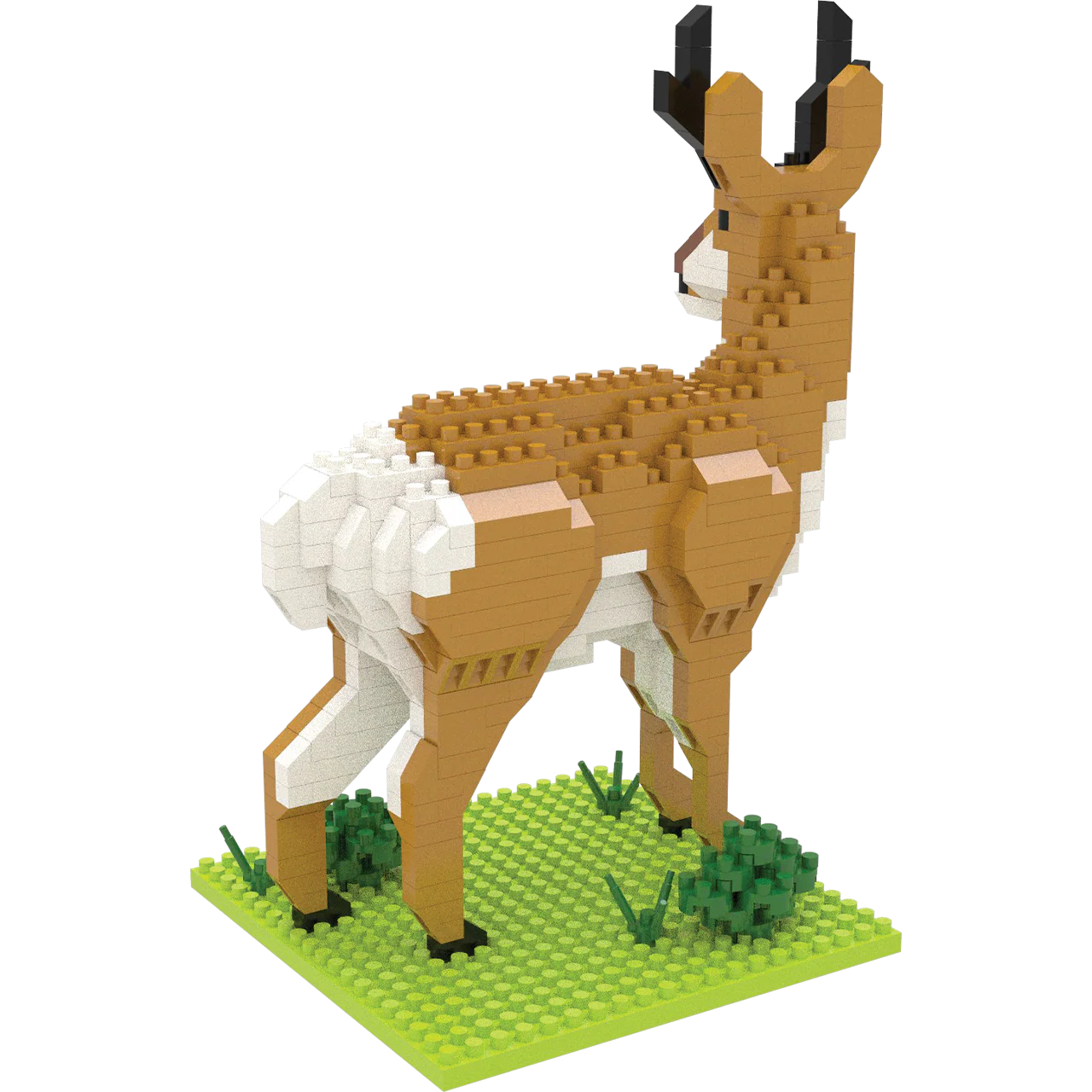 American Pronghorn - Image 3