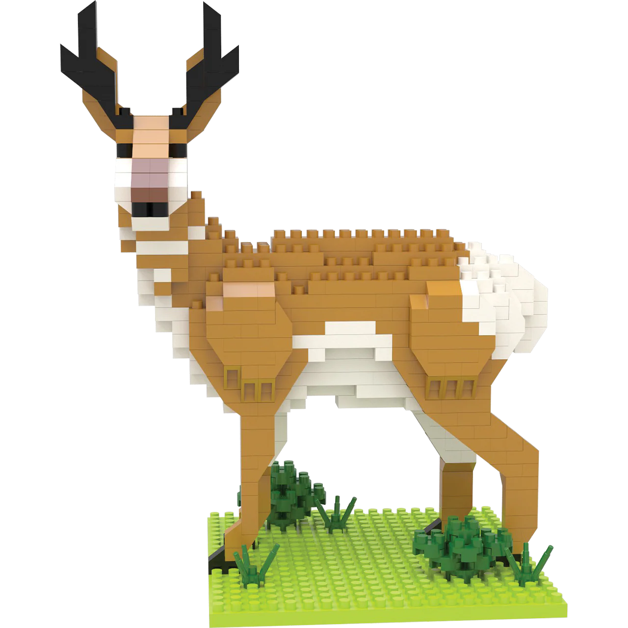 American Pronghorn - Image 4