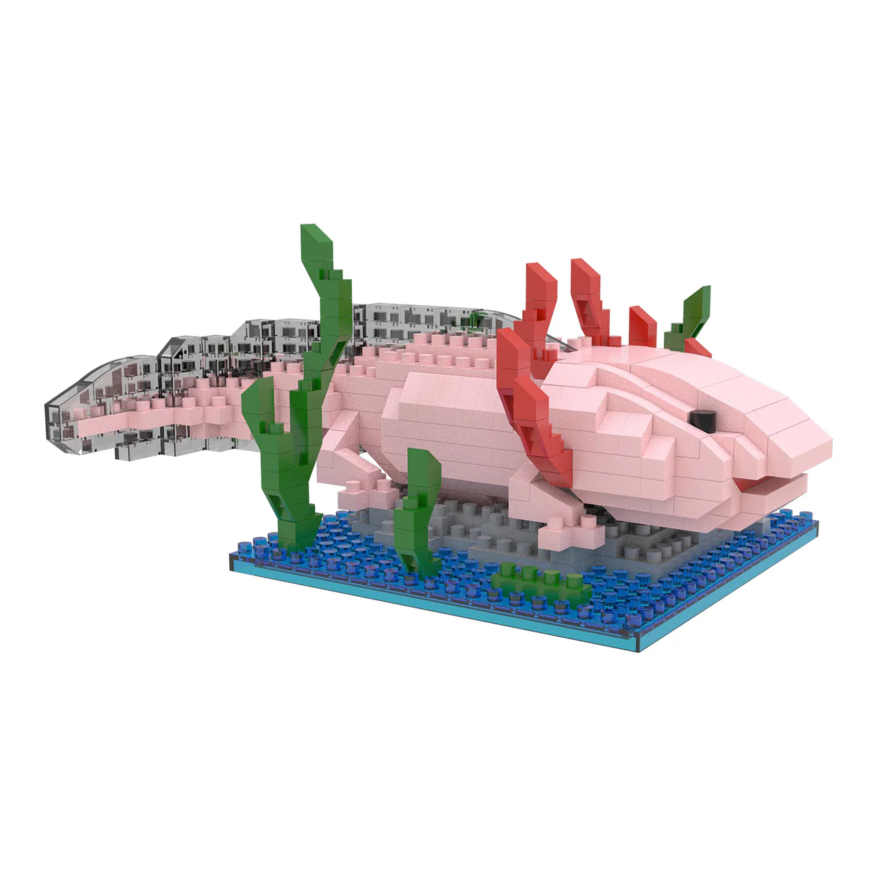 Axolotl - Image 4