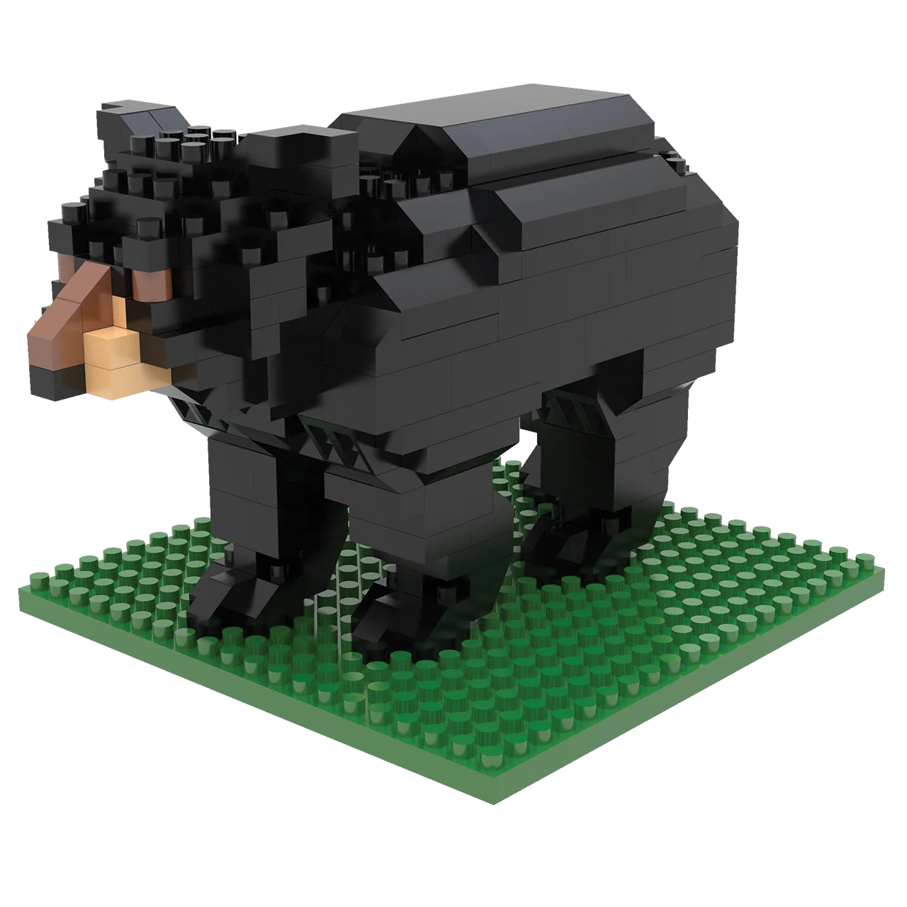 Black Bear - Image 6