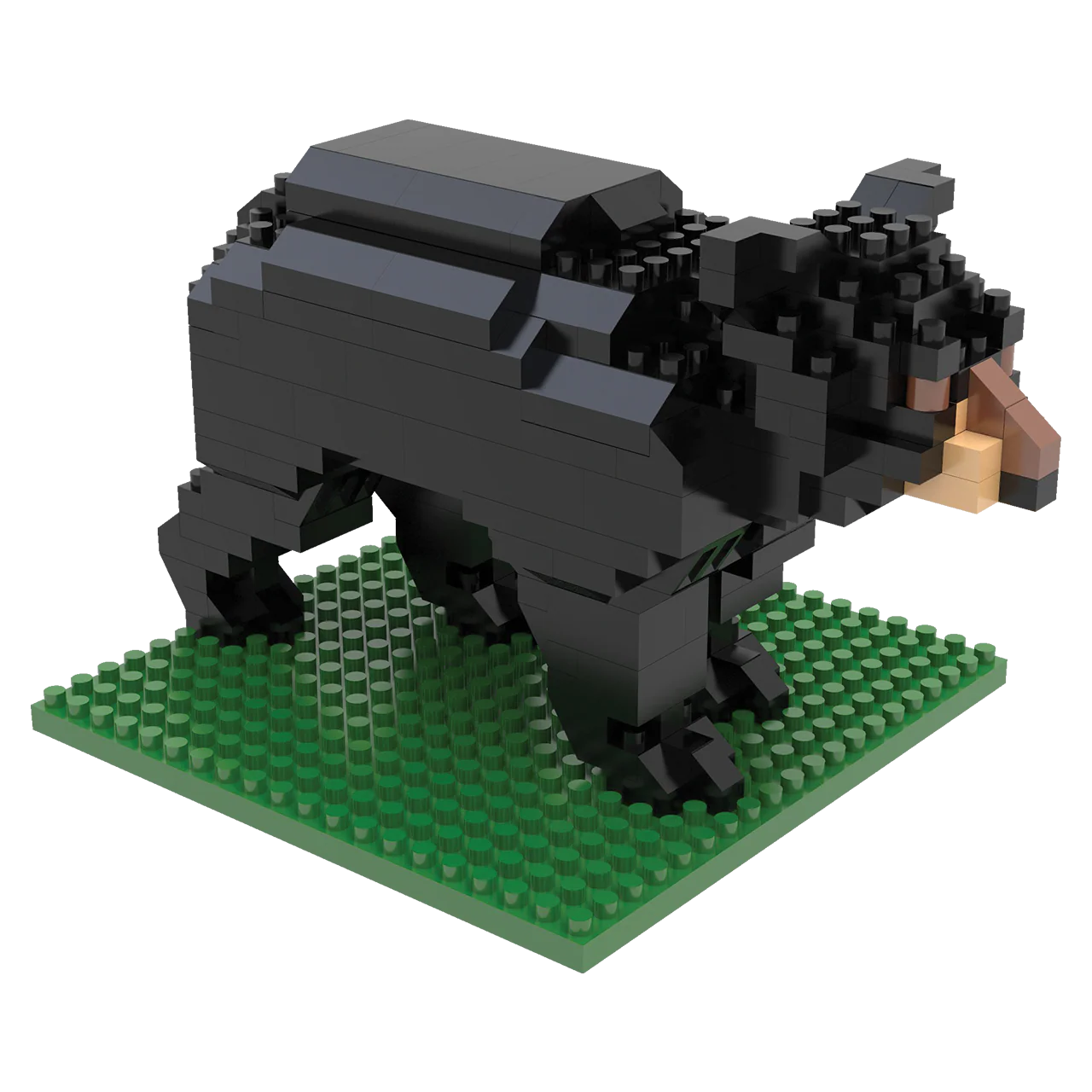 Black Bear - Image 7