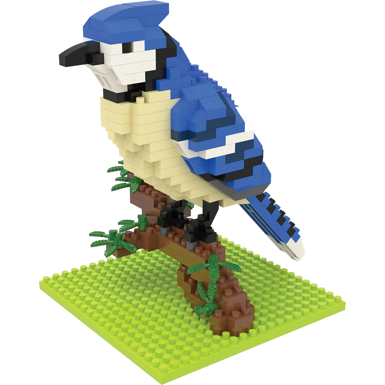 Blue Jay - Image 3