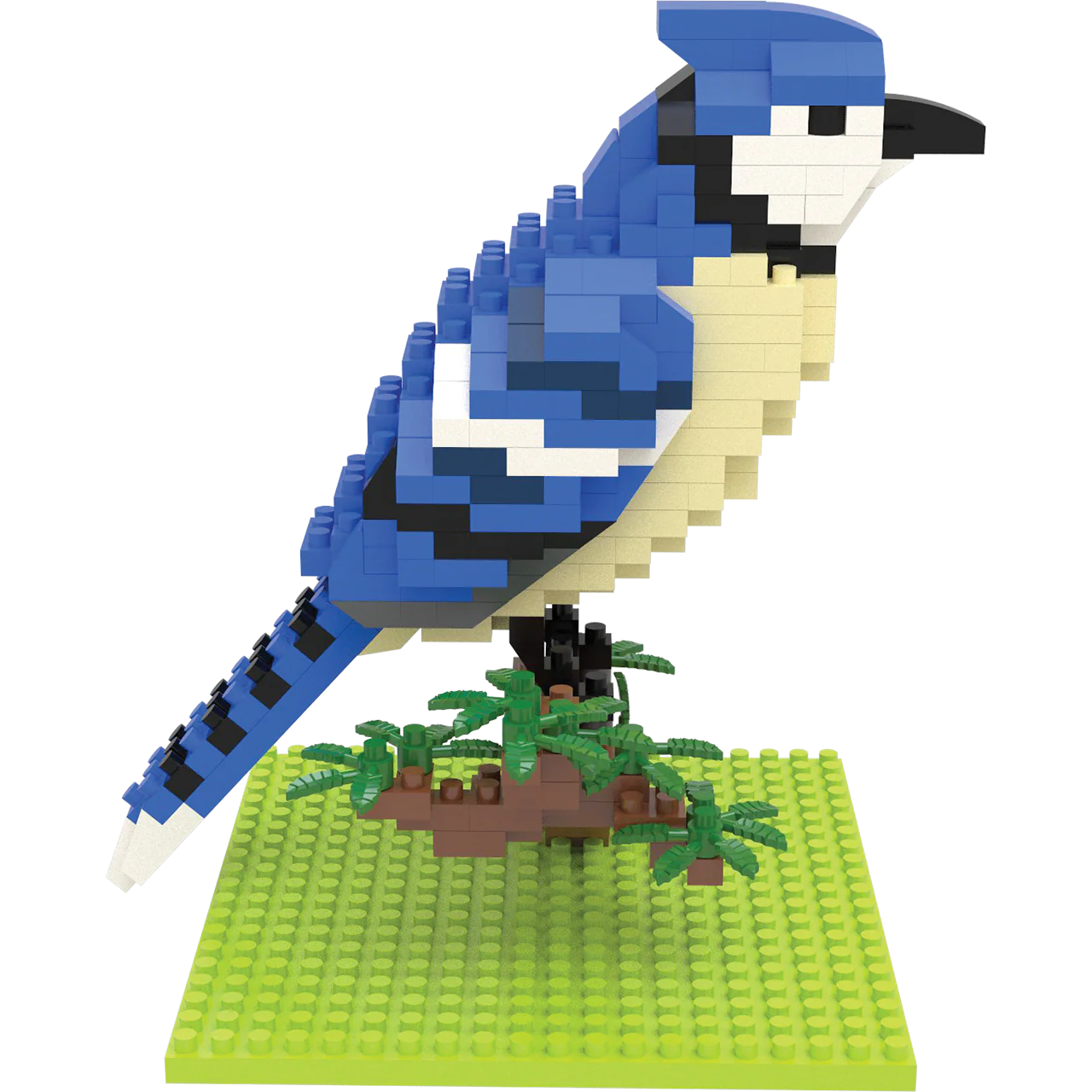 Blue Jay - Image 4