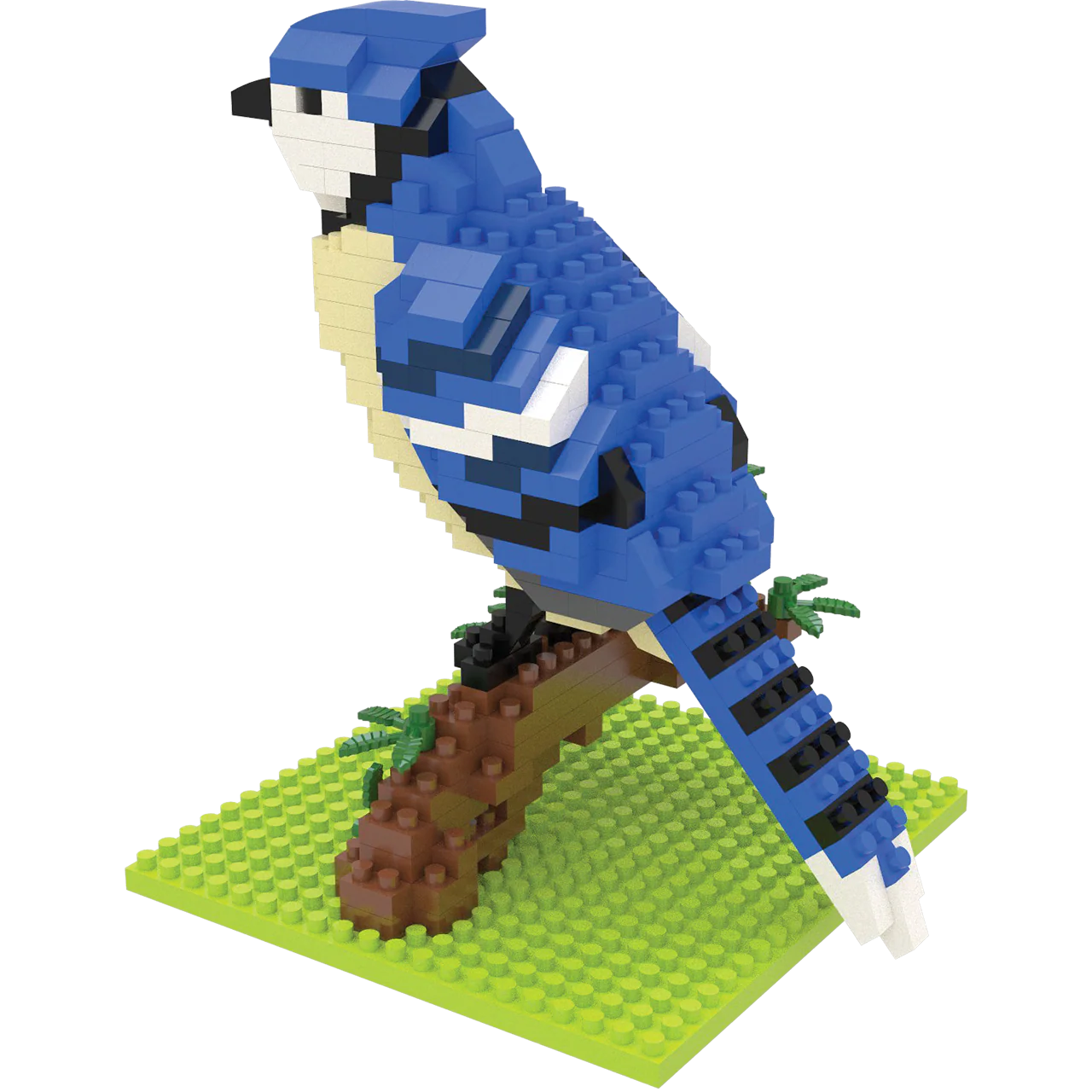 Blue Jay - Image 7