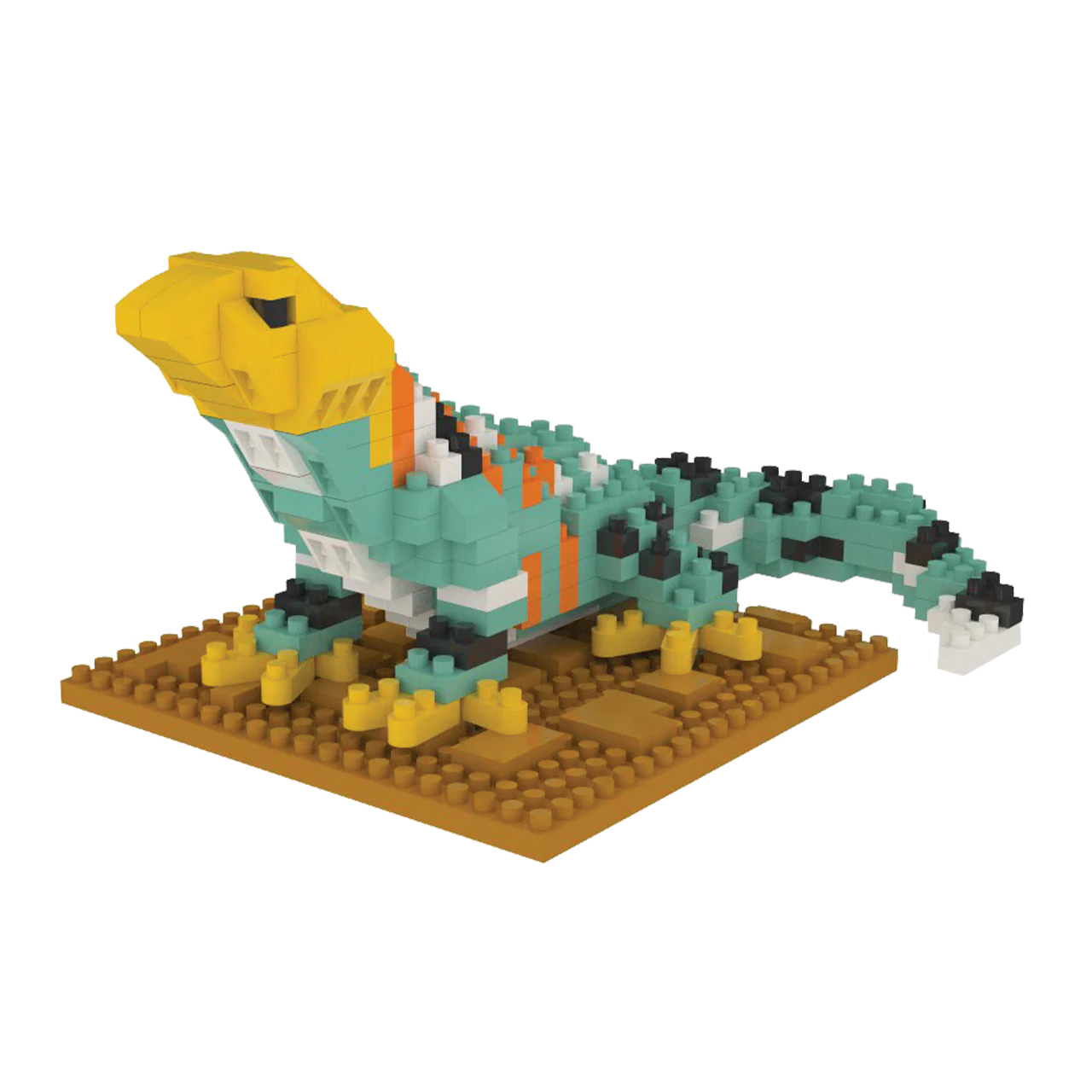 Collared Lizard - Image 5