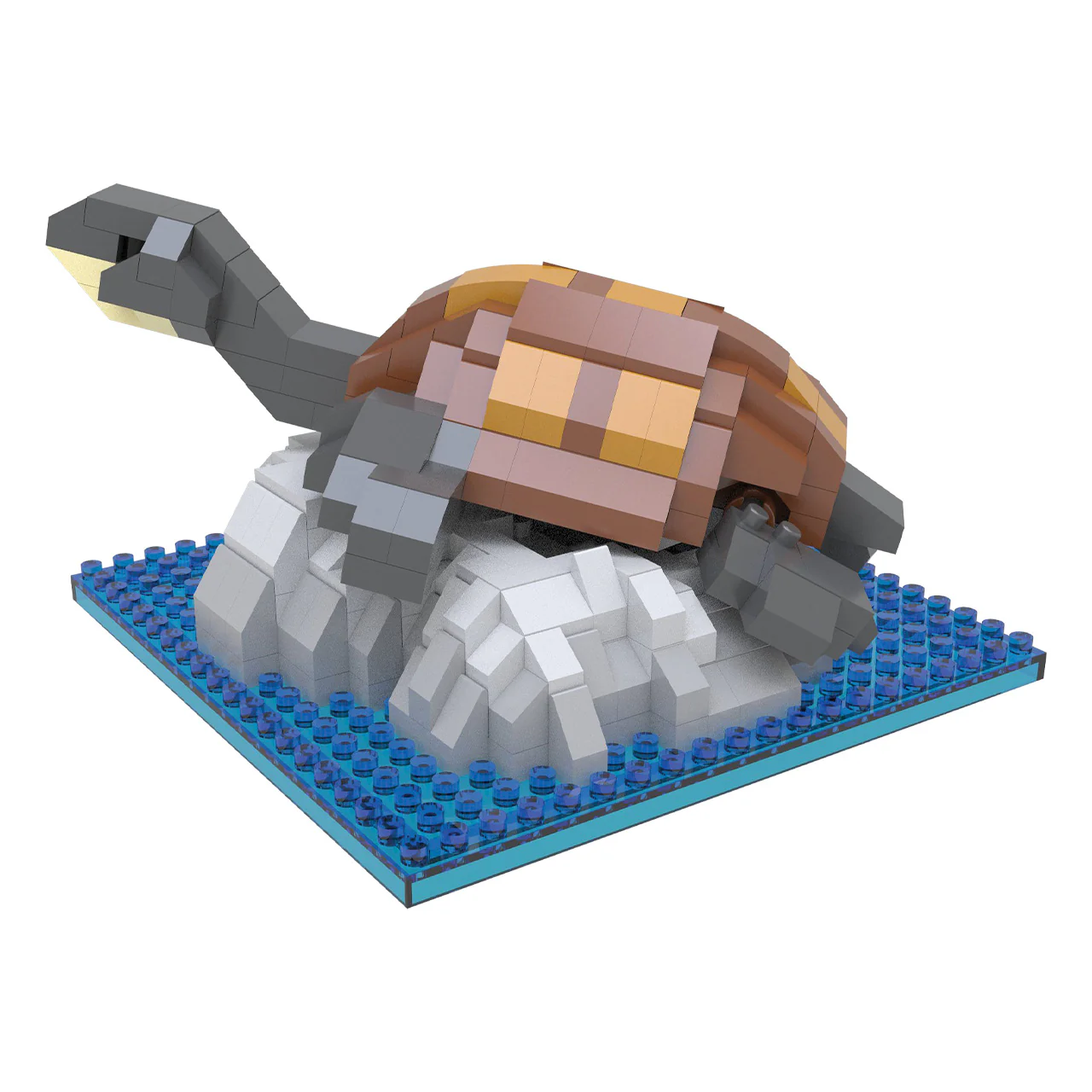 Freshwater Turtle - Image 5
