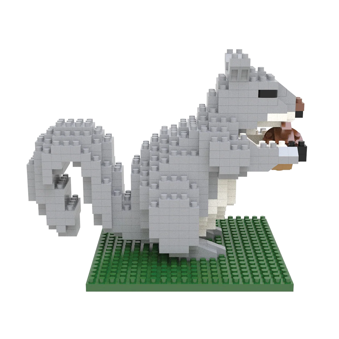 Gray Squirrel - Image 6