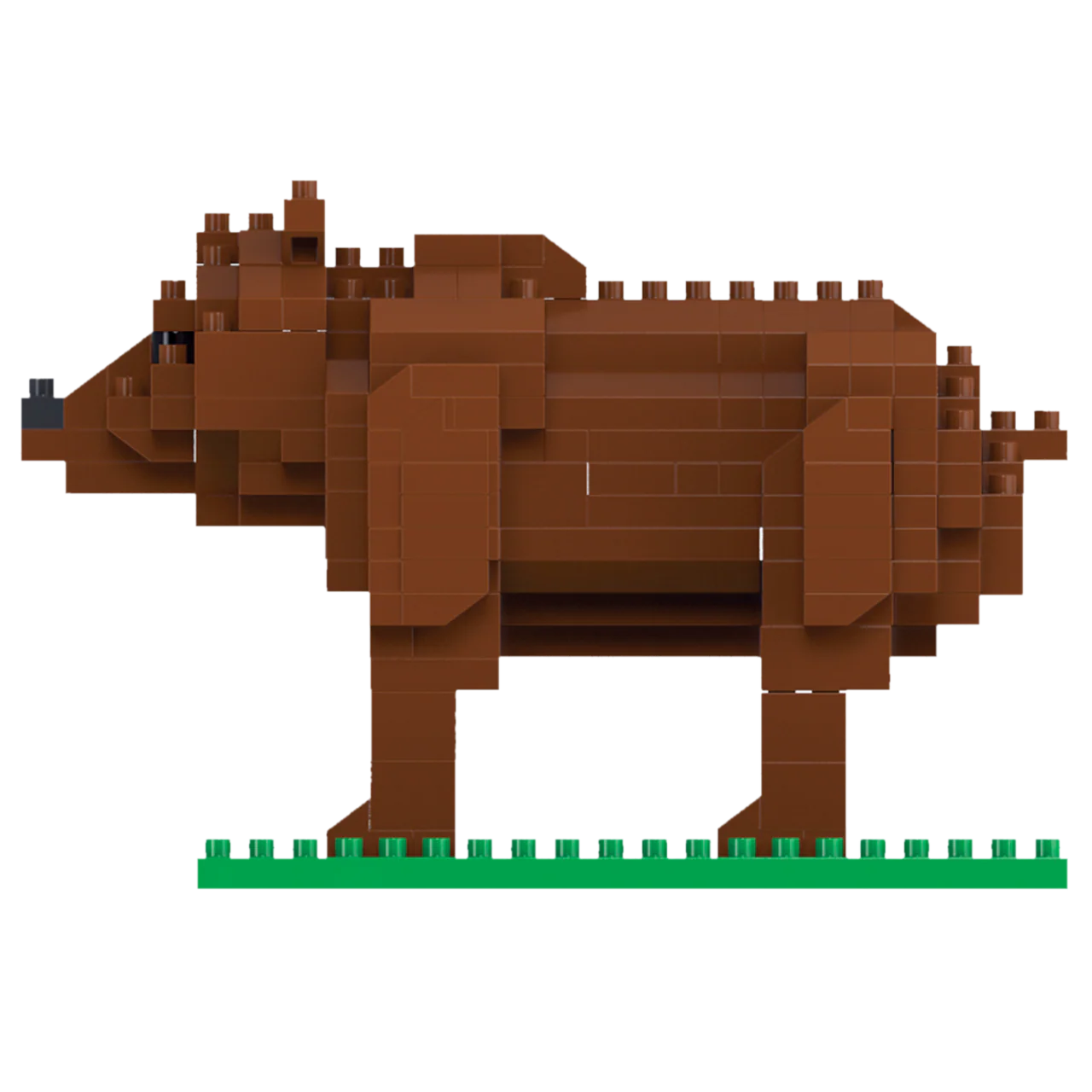 Grizzly Bear - Image 6