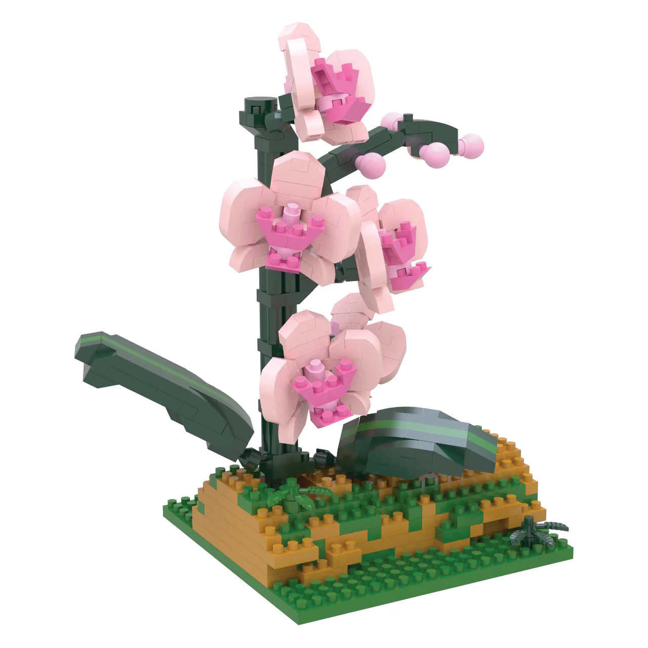 Orchid - Image 3