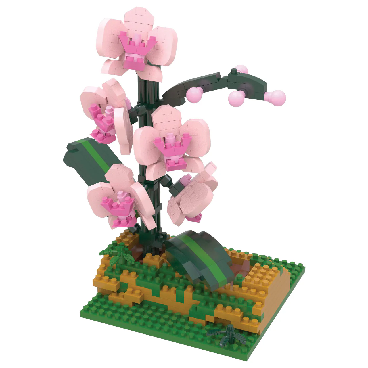 Orchid - Image 6